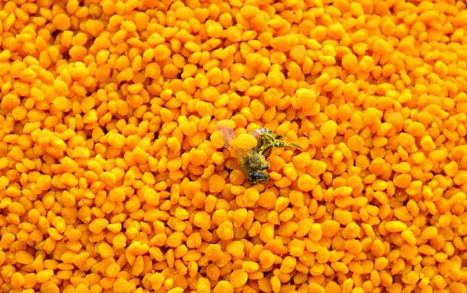 蜂花粉有哪些副作用与禁忌？