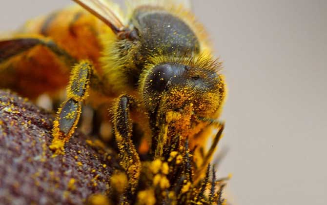 蜂花粉是怎么来的？