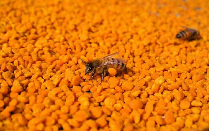 花粉的功效与作用及食用方法