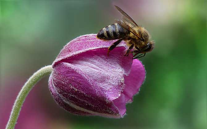 蜂毒对蜂群有什么作用？