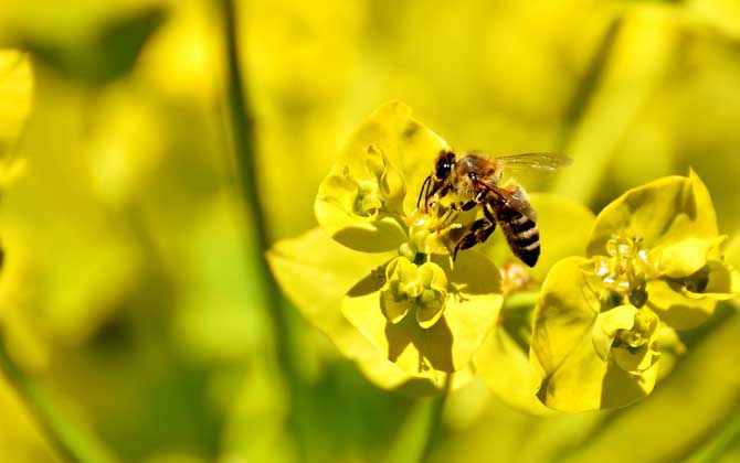 最新蜂毒价格多少钱一克？