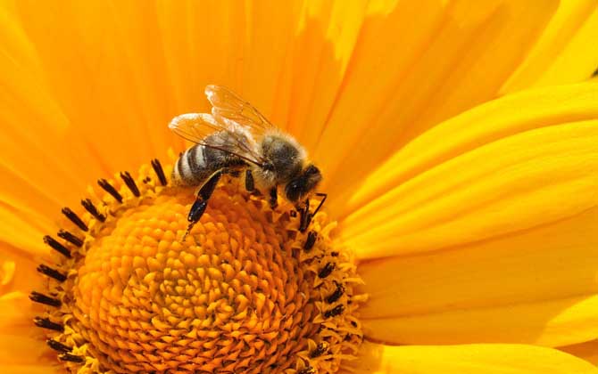 蜂毒过敏怎么处理最好？