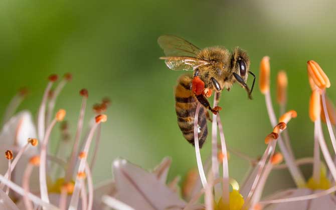 蜂毒过敏怎么处理最好？