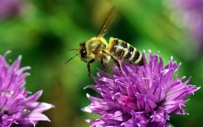 蜂毒真的能治颈椎病吗？