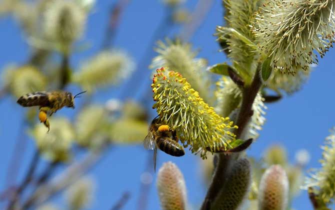 蜂毒真的能治颈椎病吗？