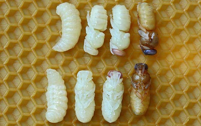 蜂蛹的功效与作用及食用方法