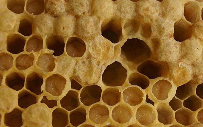 蜂蛹的功效与作用及食用方法