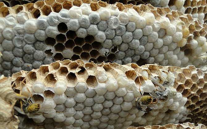 最新蜂蛹价格多少钱一斤？