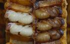 最新蜂蛹价格多少钱一斤？
