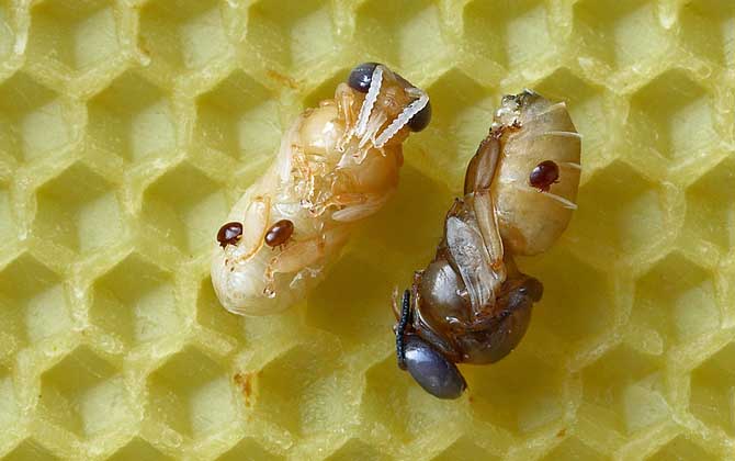 孕妇可以吃蜂蛹吗？