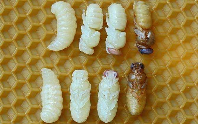 什么样的人不能吃蜂蛹？