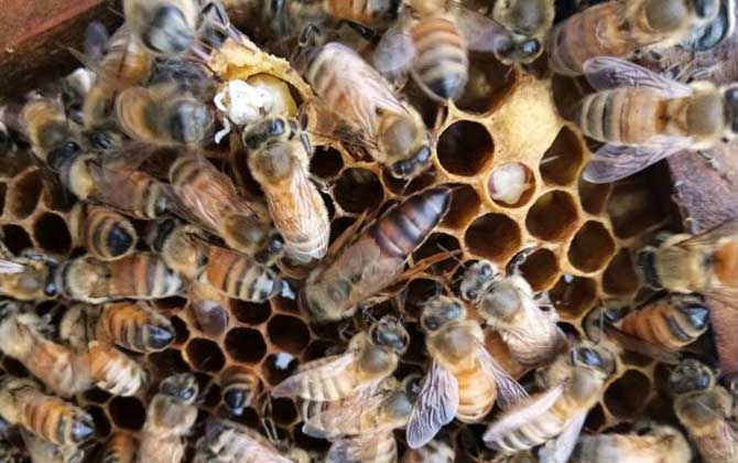 东北黑蜂是中蜂还是意蜂？