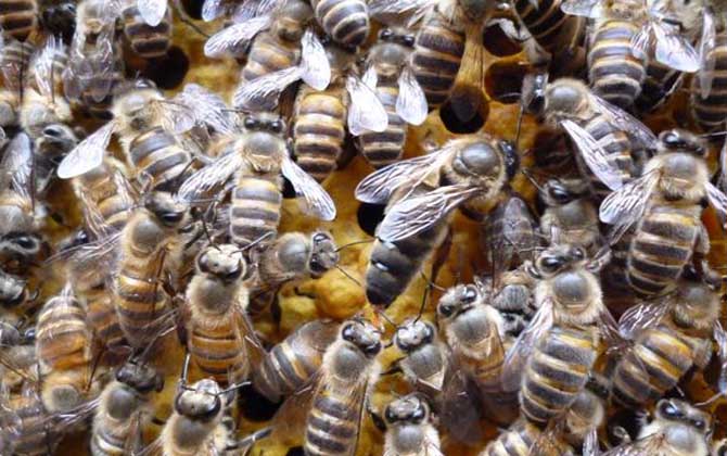 雄蜂是蜂王产卵发育的吗？