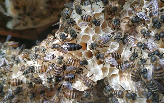 冬季怎么管理好蜂群？