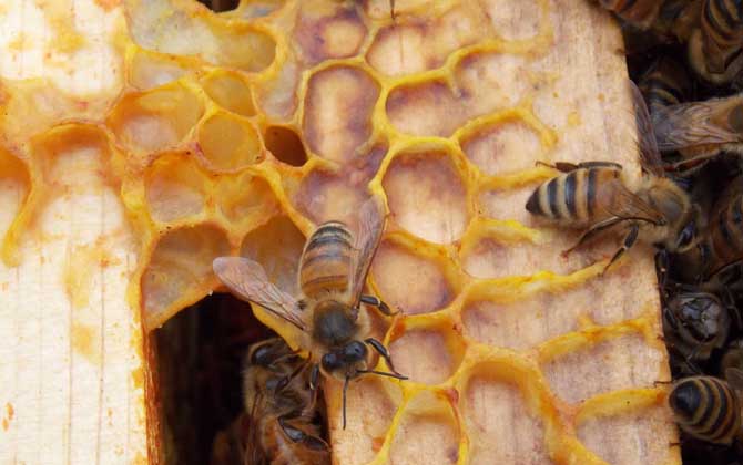 蜂胶的食用方法,蜂胶什么时候吃最好？
