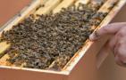 蜂胶可以长期服用吗？