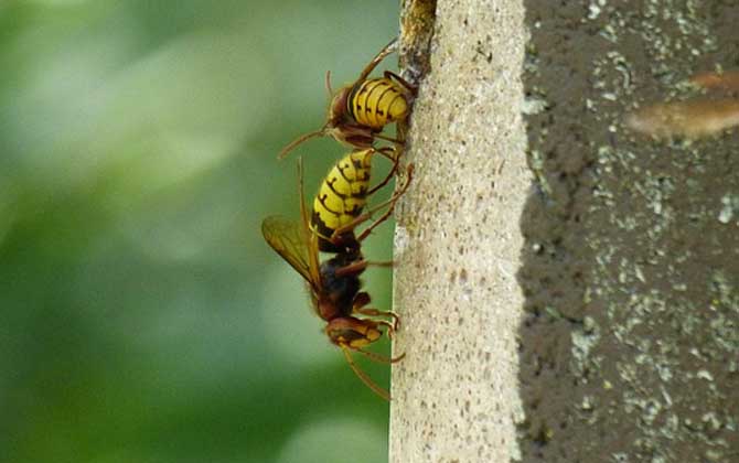 蜜蜂毒和马蜂毒的区别