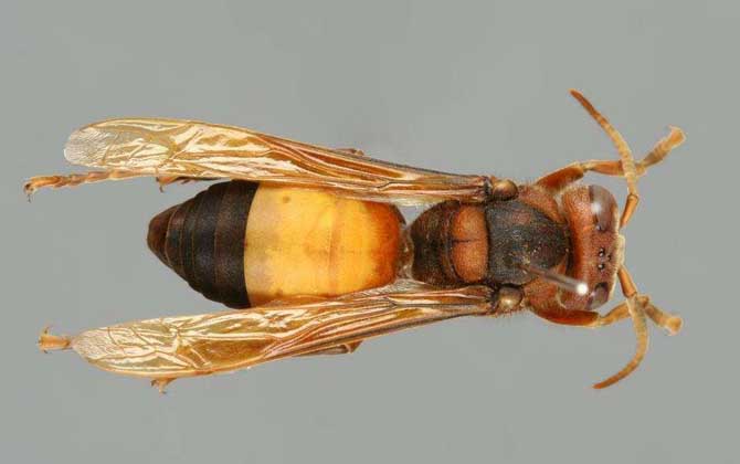 黑尾虎头蜂的毒性强吗？