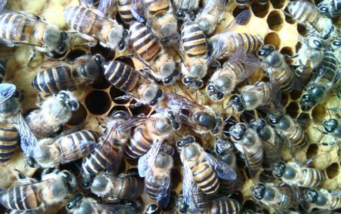 蜜蜂会在什么地方筑巢？