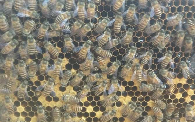 蜜蜂是怎么修筑蜂巢的？
