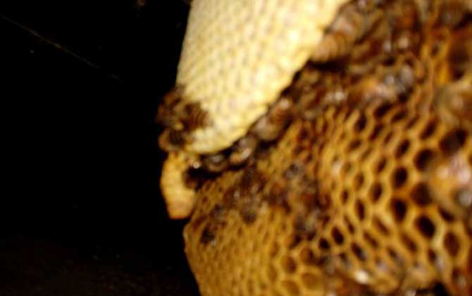 蜂窝对蜜蜂有什么作用？