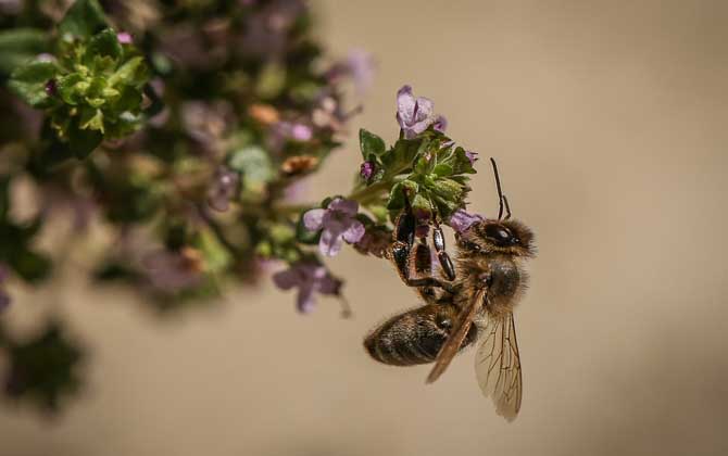 杀人蜂真的存在吗？