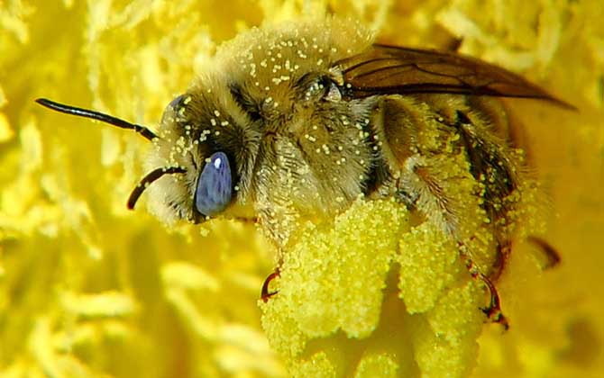 花粉过敏的症状及防治办法