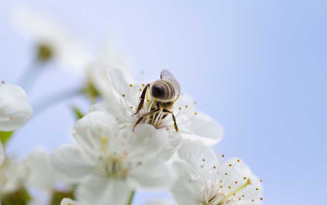 蜜蜂来家里是福还是祸？
