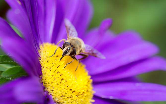 蜜蜂来家里是福还是祸？
