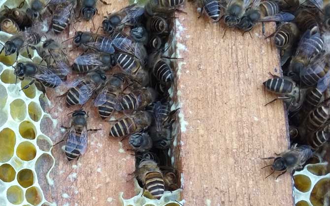 蜜蜂养殖真的那么难吗？