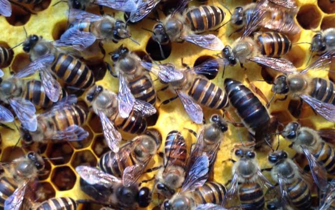 蜜蜂什么时候繁殖速度快？