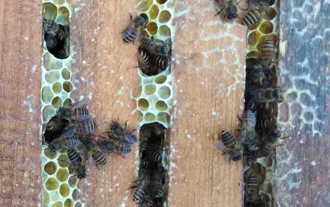 蜜蜂冬天怎么喂养才安全？