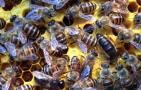 蜜蜂什么时候繁殖速度快？