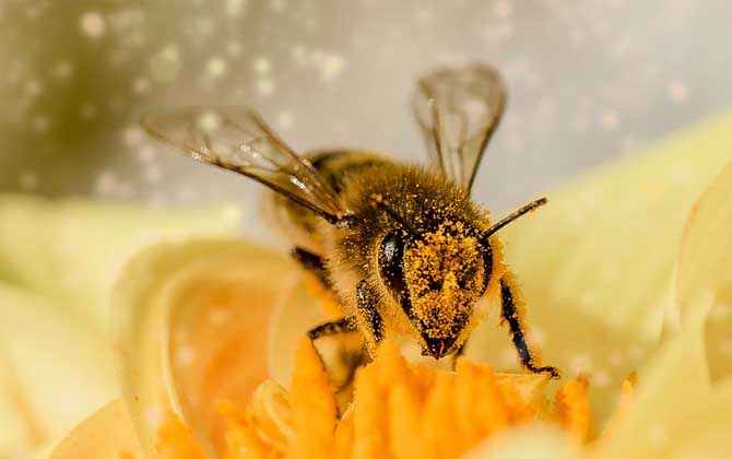 蜜蜂到底会不会冬眠？