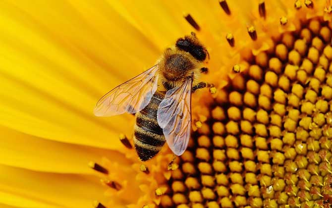 蜜蜂到底会不会冬眠？