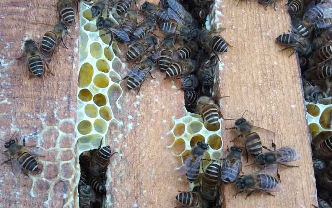 蜜蜂仿自然人工分蜂技术