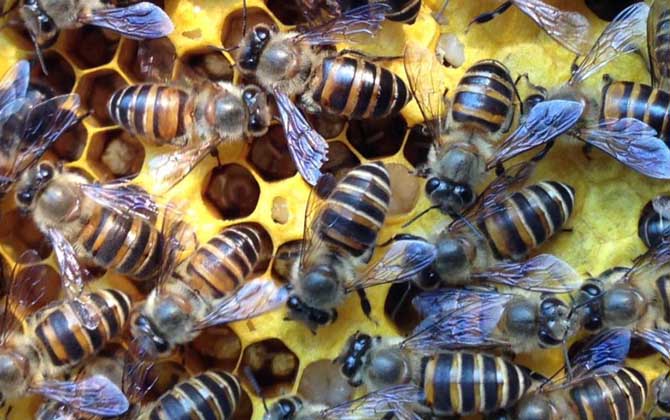 蜜蜂饲料配制及饲喂方法