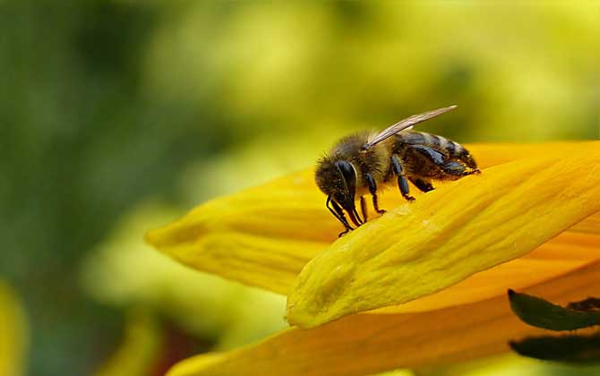秋季蜜蜂没蜜了会跑吗？