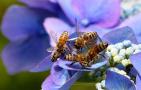 蜜蜂多久出一批工蜂？