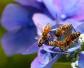 蜜蜂多久出一批工蜂？