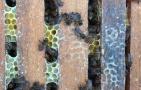 蜜蜂养殖成本和利润怎么计算？