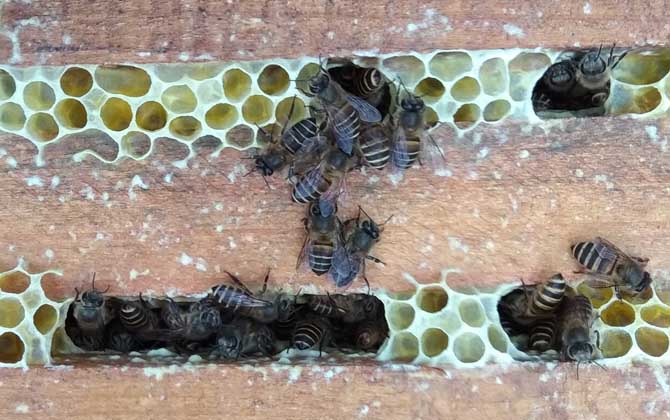 农村土蜜蜂高效养殖技术
