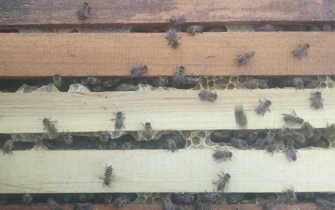 农村土蜜蜂高效养殖技术