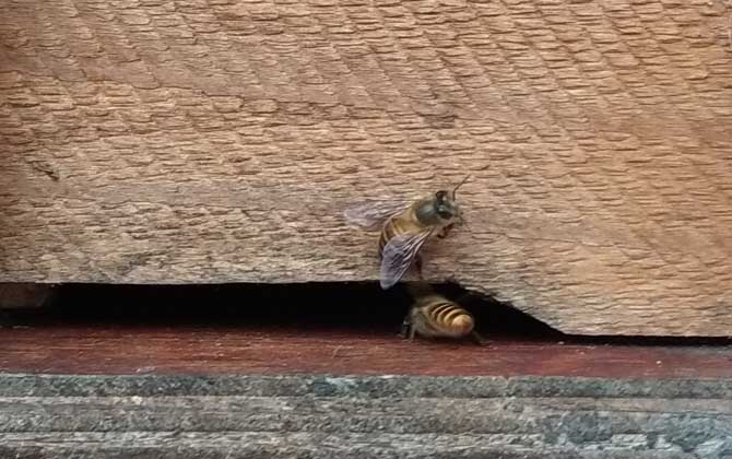 诱捕蜜蜂