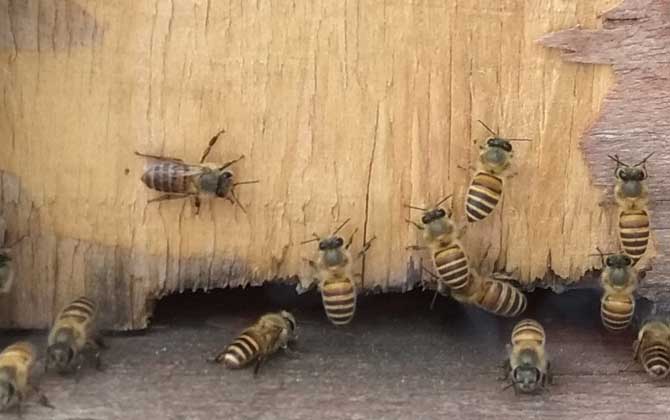诱捕蜜蜂