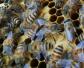 冬天养蜂怎么保温才正确？
