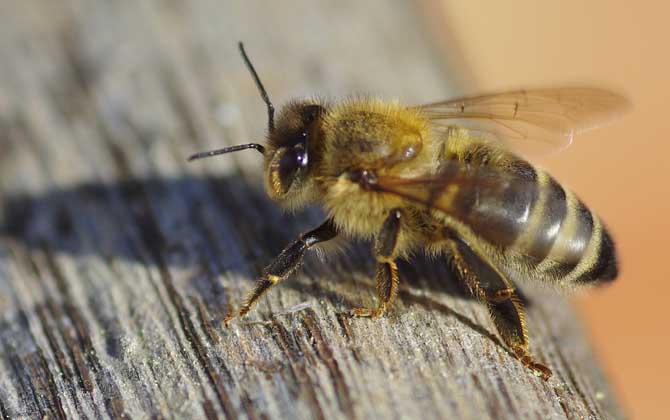 养蜜蜂的技巧有哪些？