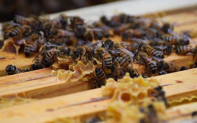 养蜂技巧