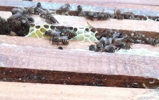 分蜂技术