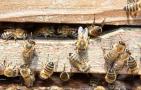 蜜蜂怎么合群不会打架？